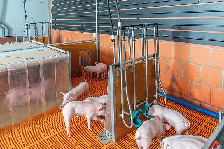 Ferkelaufzucht | piglet rearing Ferkelaufzucht | piglet rearing
