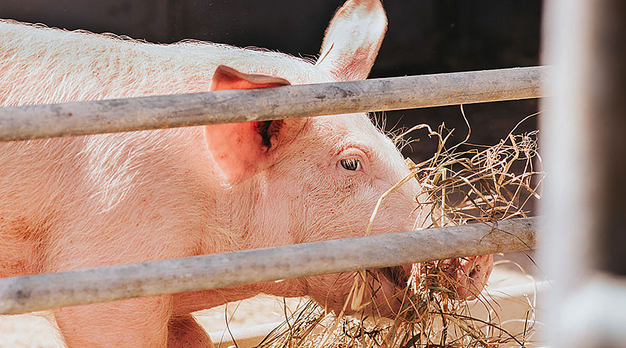 Ein Schwein frisst Stroh.